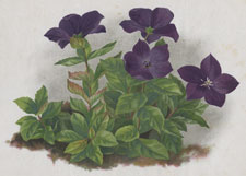 PLATYCODON GRANDIFLORUM MARIESI