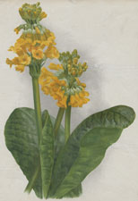 PRIMULA IMPERIALIS