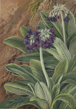 PRIMULA PURPUREA