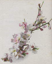 PRUNUS AMYGDALUS VAR. MACROCARPA