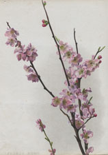 PRUNUS MUME