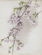 PRUNUS PENDULA