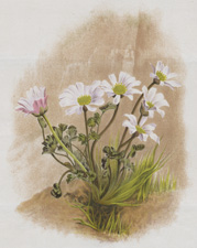 RANUNCULUS ANEMONOIDES