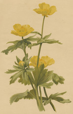 RANUNCULUS CARPATICUS