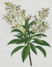 RAPHIOLEPIS SALICIFOLIA