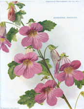 REHMANNIA ANGULATA