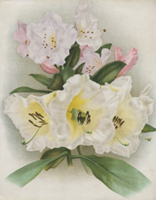 RHODODENDRONS