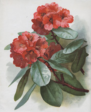 RHODODENDRON FULGENS