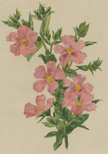 A ROCK ROSE