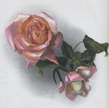 ROSE 'COMTESSE DE NADAILAC'