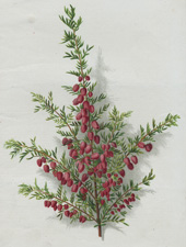 THE ROSY BORONIA