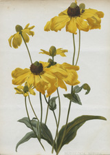 RUDBECKIA NITIDA