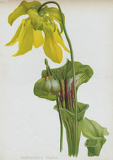 SARRACENIA FLAVA