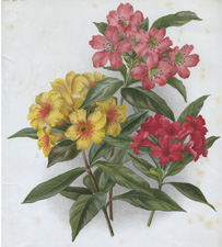 RHODODENDRON MULTICOLOR