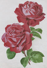 HYBRID PERPETUAL ROSE