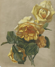 [YELLOW ROSE] title trimmed