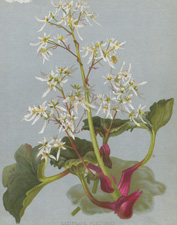 SAXIFRAGA FORTUNEI