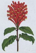 THE SCARLET SCUTELLARIA