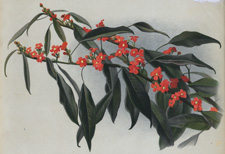 THE SCARLET SPURGE