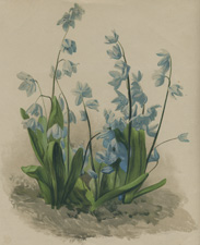 SCILLA SIBIRICA MULTIFLORA