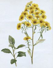 SENECIO LAXIFOLIUS