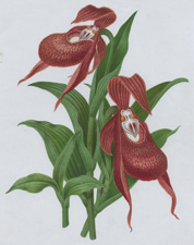 THE SIBERIAN LADY'S SLIPPER