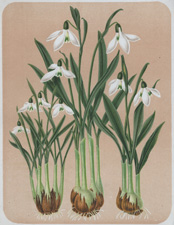 SNOWDROP