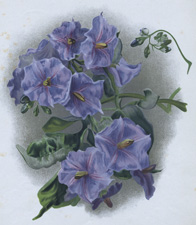 SOLANUM WENDLANDI