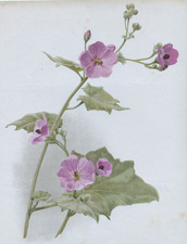 SPHAERALCEA (MALVA) ABUTILOIDES