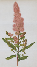 SPIRAEA DOUGLASII