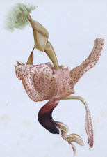 STANHOPEA PLATYCERAS