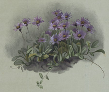 STRACHY'S STARWORT (ASTER STRACHEYI)