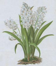 STRIPED SQUILL