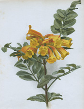 TECOMA SMITHII