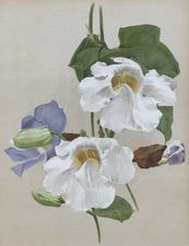 THUNBERGIA GRANDIFLORA