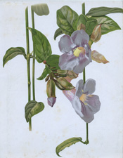 THUNBERGIA LAURIFOLIA