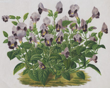 TORENIA FOURNIERI