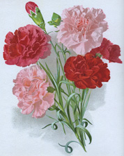 TREE CARNATIONS