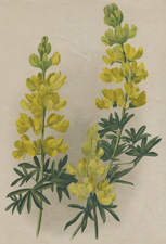 TREE LUPIN