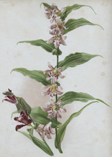 TRICYRTIS HIRTA