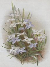 TRITELEIA UNIFLORA