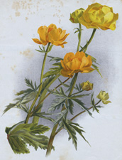 TROLLIUS EUROPAEUS