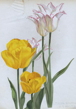 TULIPA BOUTON D' OR