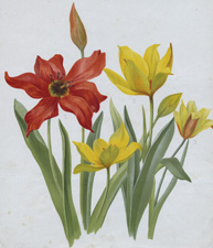 TULIPA OSTROWSKYANA