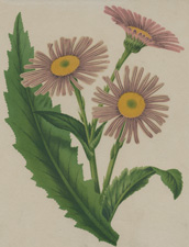 TYERMAN'S GROUNDSEL