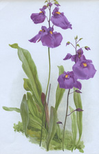 UTRICULARIA LATIFOLIA