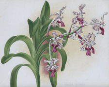 VANDA SUAVIS