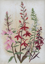 VARIETIES OF LOBELIA FULGENS