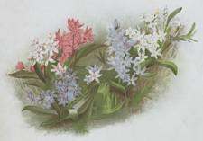 VARIETIES OF SCILLA BIFOLIA