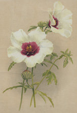 VENICE MALLOW (HIBISCUS TRIONIUM)